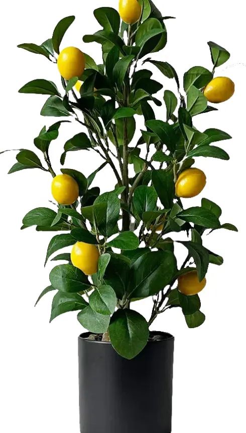 Drzewko cytrynowe Lemoni 157