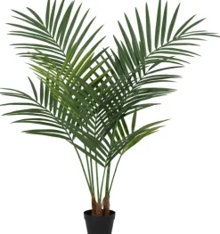 Palma Florino 136 (135 cm)