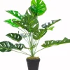 Roślina Tasso monstera 65
