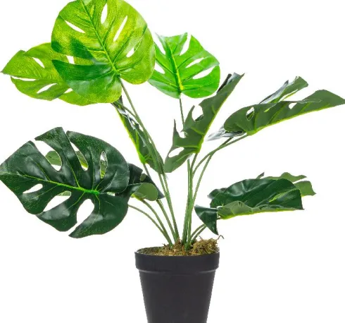 Roślina Tasso monstera 63