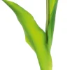 Tulipan Florino 92 (czarny)