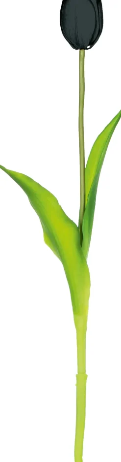 Tulipan Florino 92 (czarny)