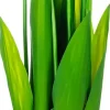 Tulipany Florino 96 (12szt.)